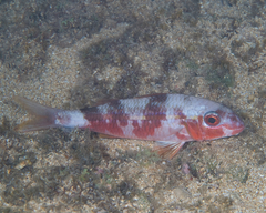 Mulloidichthys vanicolensis