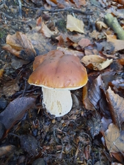 Boletus edulis