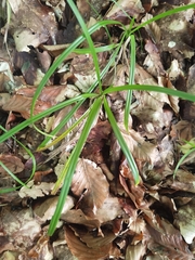 Carex sylvatica