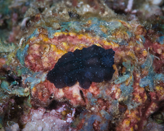 Pseudobiceros stellae