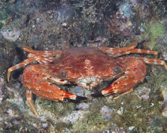 Goniosupradens hawaiensis