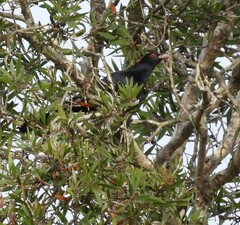 Eudynamys orientalis