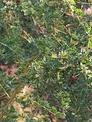 Acacia pulchella