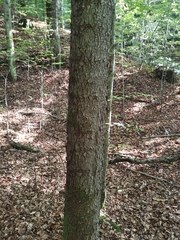 Abies alba