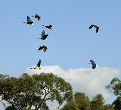 Threskiornis spinicollis