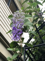 Petrea volubilis
