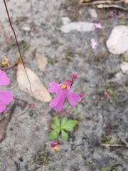Utricularia multifida