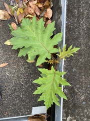 Solanum chrysotrichum
