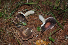 Russula decora