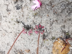 Utricularia multifida