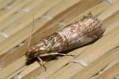 Acrobasis advenella