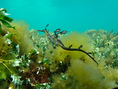 Phyllopteryx taeniolatus