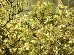 Acacia verticillata