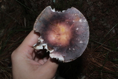 Russula decora