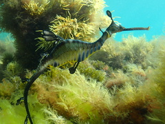 Phyllopteryx taeniolatus