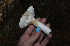 Russula decora