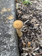 Agrocybe pediades