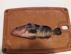 Epinephelidae