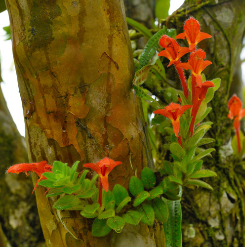 Foto de Planta Batom