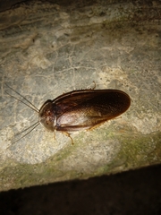 Hyporhicnoda