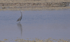 Egretta gularis