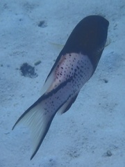 Bodianus anthioides