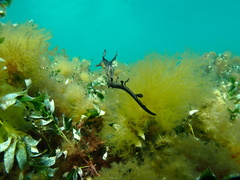 Phyllopteryx taeniolatus