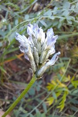 Astragalus inopinatus