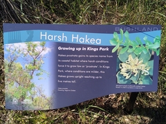 Hakea prostrata