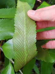 Asplenium oblongifolium