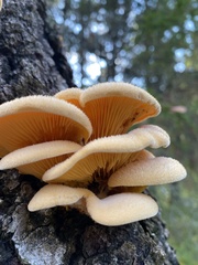 Phyllotopsis nidulans