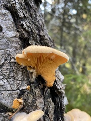 Phyllotopsis nidulans