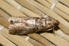 Acrobasis advenella