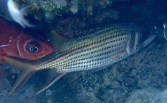 Neoniphon sammara