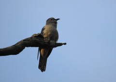 Cacomantis variolosus