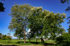 Vachellia robusta subsp. clavigera image