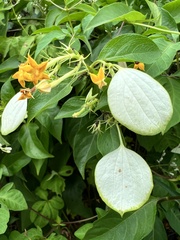 Mussaenda formosanum