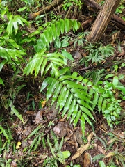 Asplenium oblongifolium