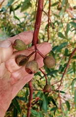 Eucalyptus marginata