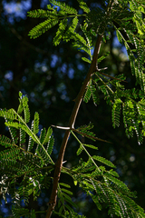 Vachellia robusta subsp. clavigera image