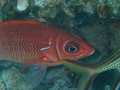 Sargocentron caudimaculatum