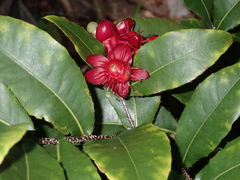 Ochna thomasiana