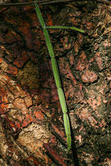 Cissus quadrangularis image