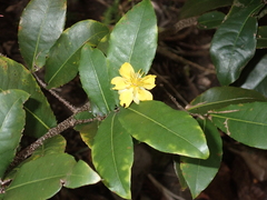 Ochna thomasiana