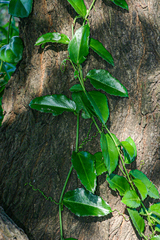 Cissus rotundifolia image