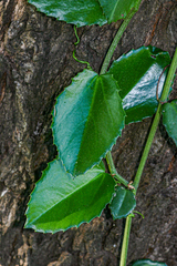 Cissus rotundifolia var. rotundifolia image