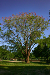 Erythrina livingstoniana image