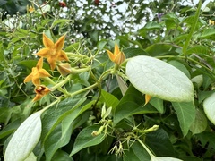 Mussaenda formosanum
