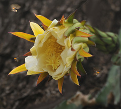Hylocereeae