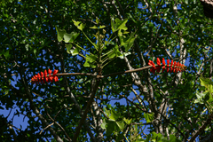 Erythrina livingstoniana image